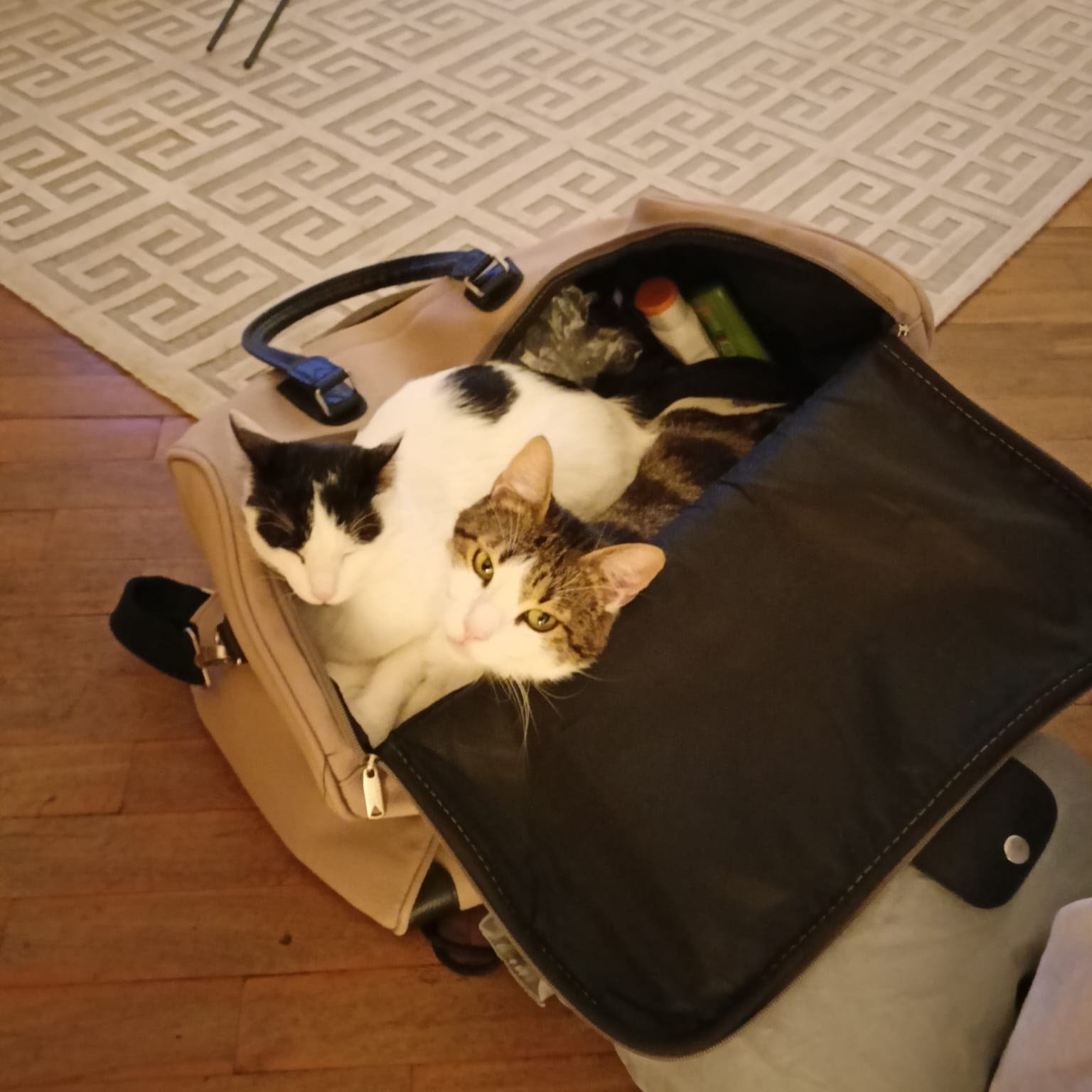 I gatti accucciati nello zaino