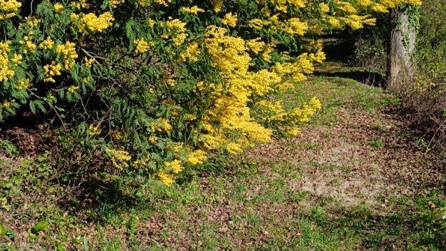 Mimose fiorite nel terreno di Zagarolo